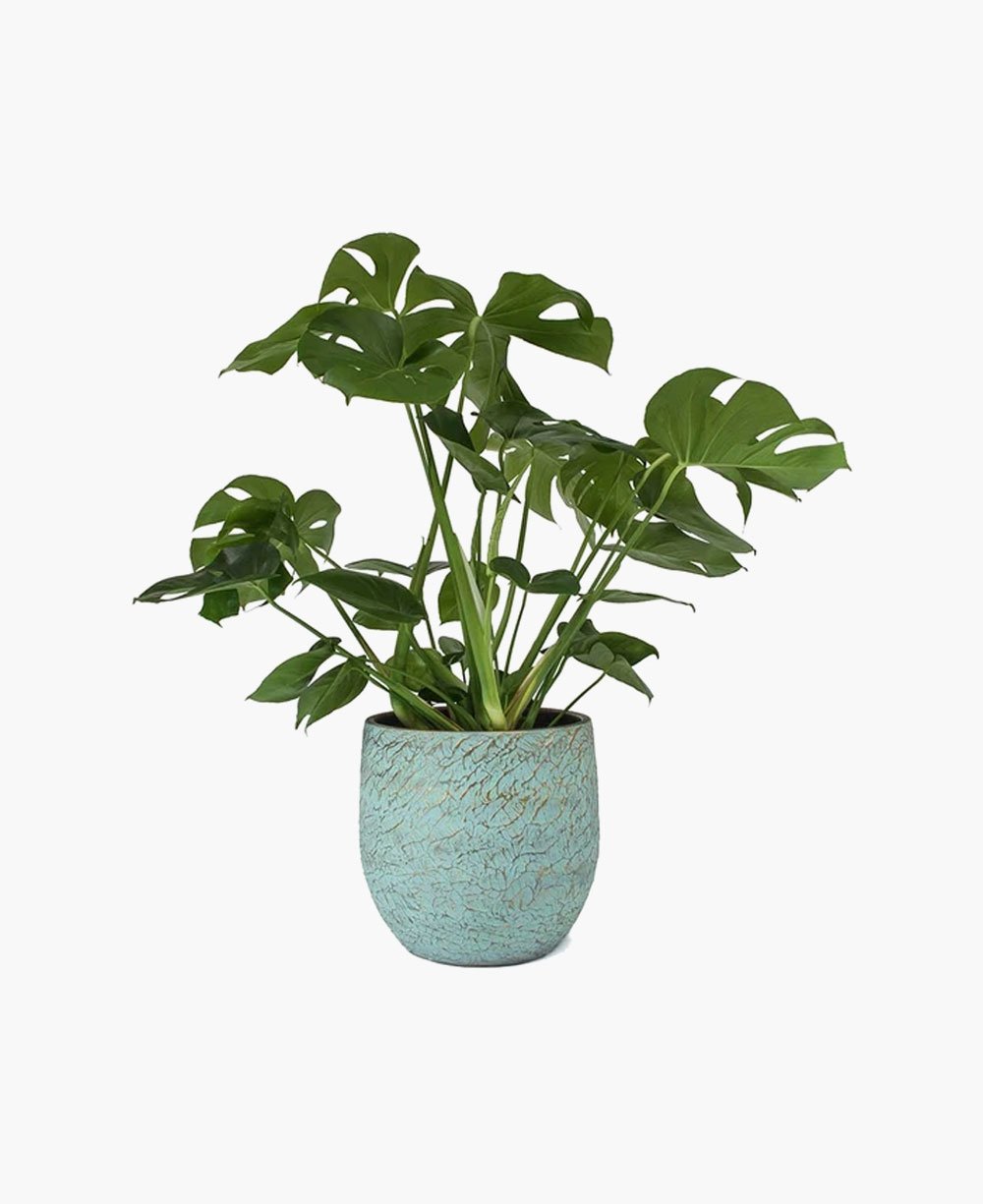 evi plant pot Evi Plant Pot