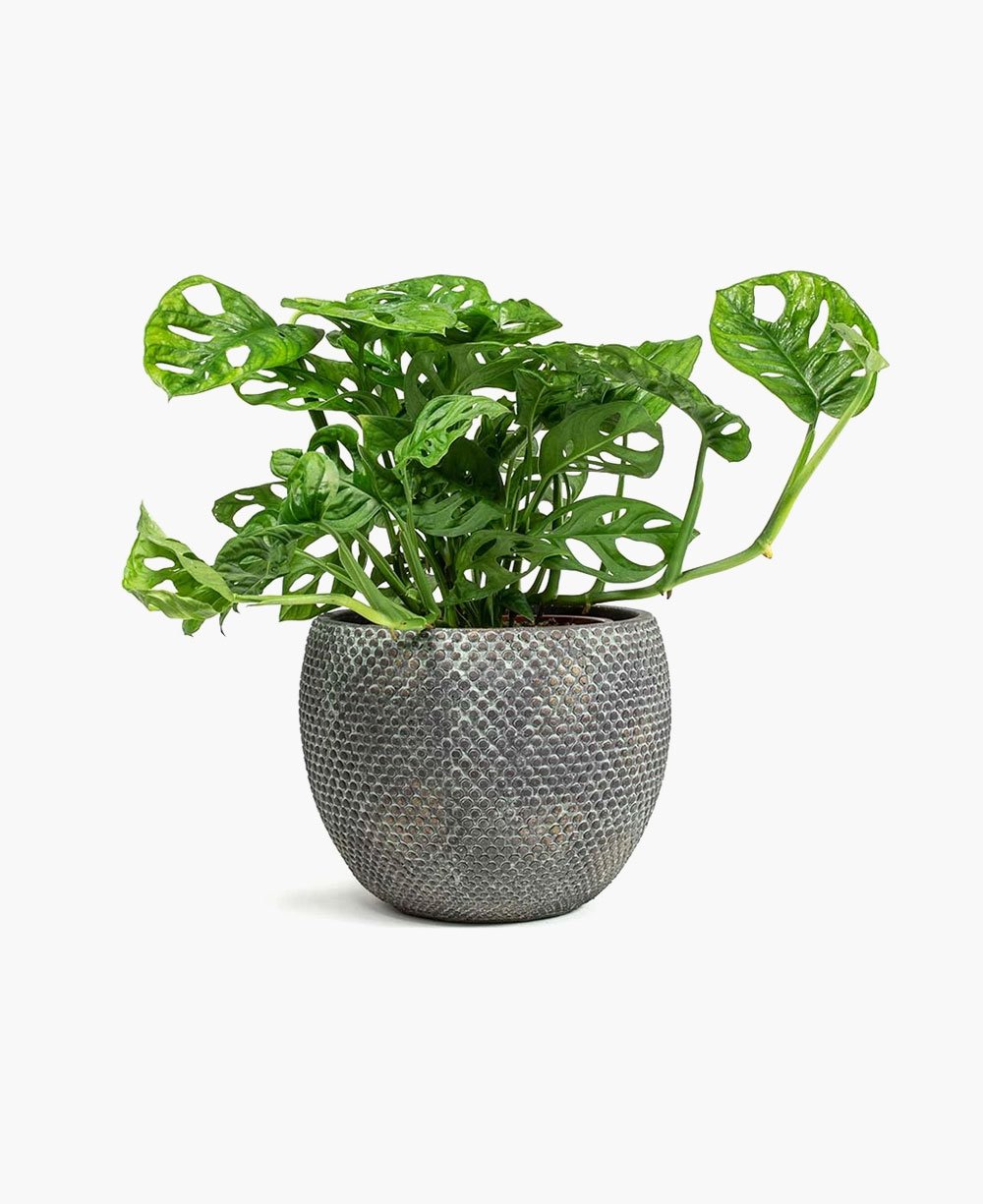 evi plant pot Evi Plant Pot