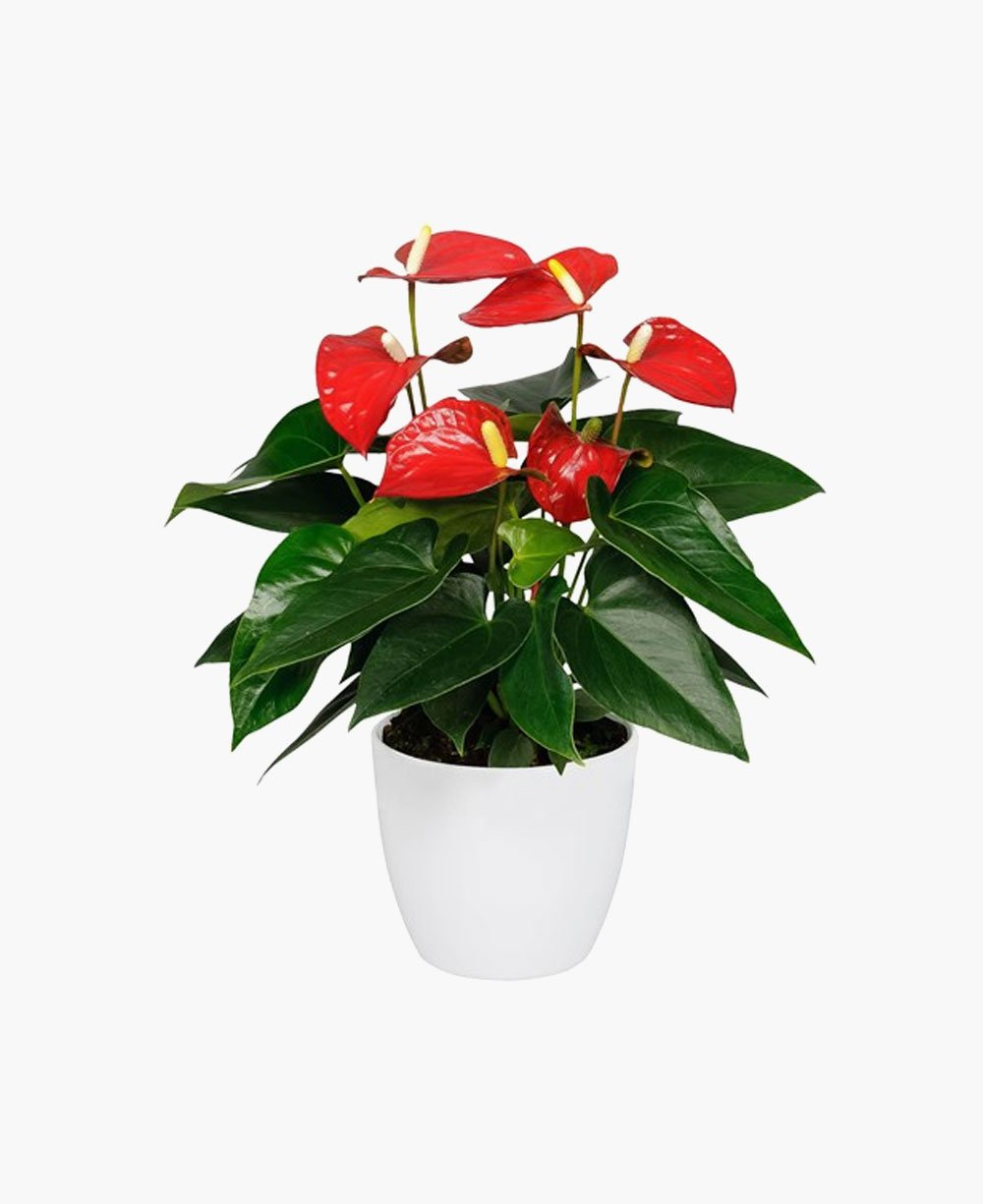 Anthurium Red With Exclusive White Pot