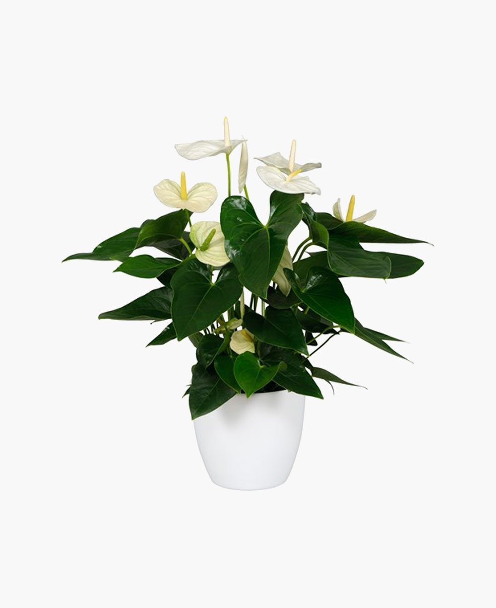 anthurium caperatum Anthurium Red With Exclusive White Pot – Plantan
