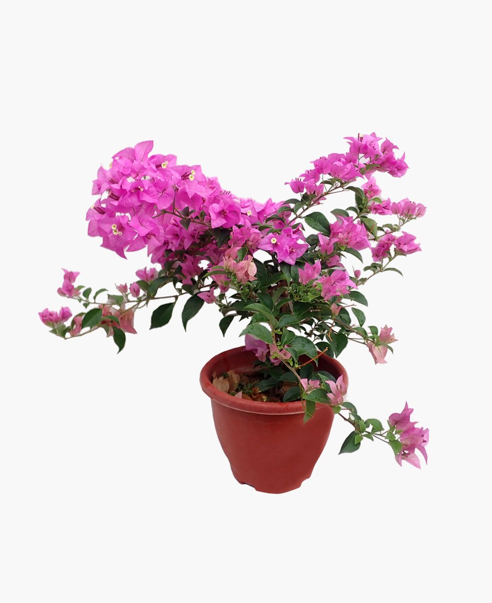 evi plant pot Evi Plant Pot – Plantan