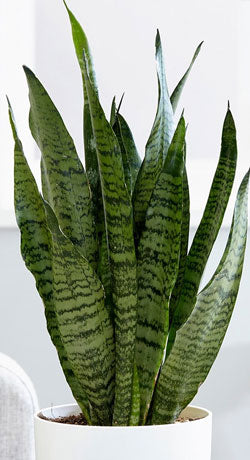 evi plant pot Evi Plant Pot – Plantan